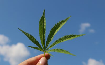 Blick über den Tellerrand: Cannabis-Legalisierung. Und dann?