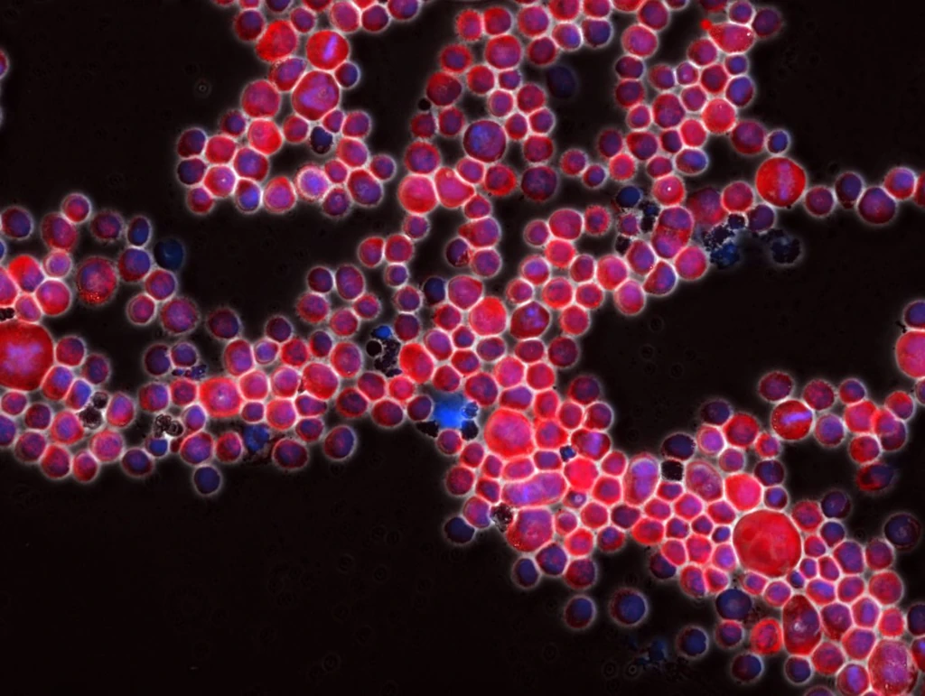 SYNTHETISCHE BIOLOGIE – SICHERHEITSPOLITISCHE HERAUSFORDERUNGEN UND CHANCEN